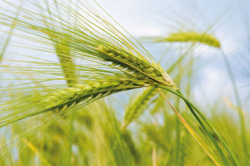 Agrom Tarım | Buğday Gübreleme