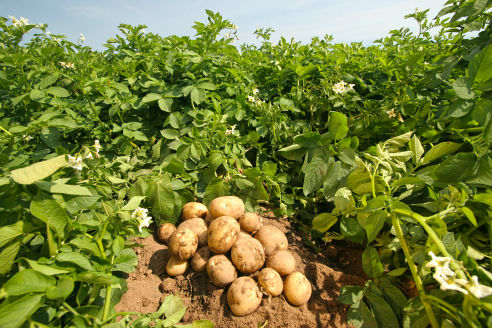 Agrom Tarım | Patates Gübreleme